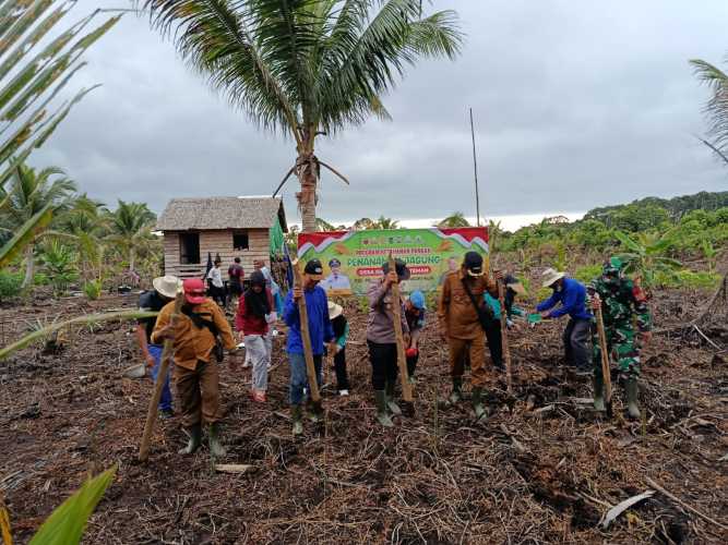 Camat Pelangiran dan Kapolsek Bersama BUMDes Gelar Penanaman Jagung Dukung Program Swasembada Pangan