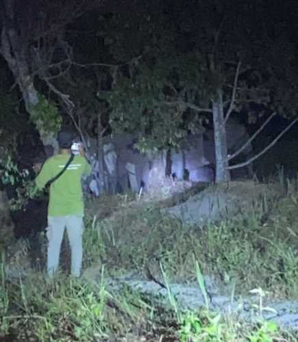12 Gajah Liar Berukuran Raksasa Tiba-Tiba Lintasi Kebun Warga Pekanbaru