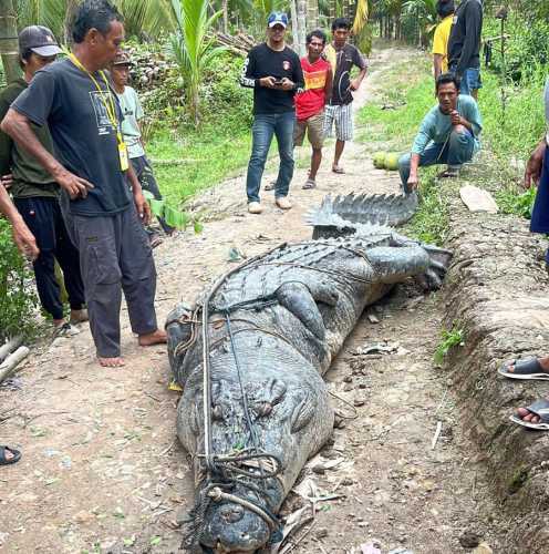 Heboh! Buaya 7 Meter Ditangkap Warga Reteh Inhil Hari Ini