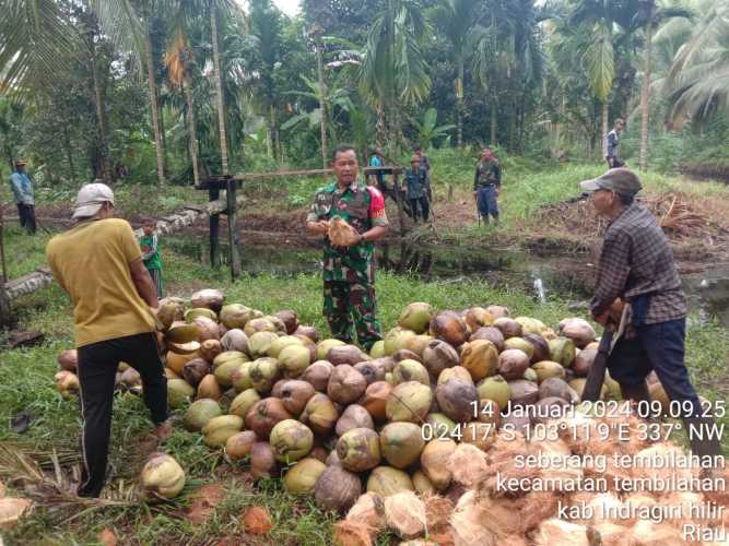 Sertu M.Yasin Datangi Petani Kelapa Untuk Melihat Hasil Produksi Kelapa Petani