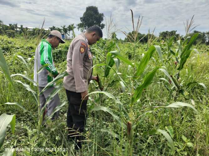 Polsek Tempuling Turun ke Lahan, Jagung Desa Teluk Jira Jadi Simbol Semangat Swasembada Pangan