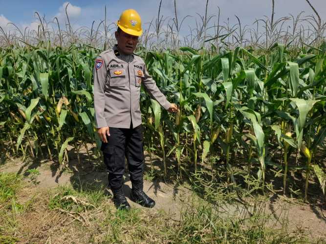 Polsek Lima Puluh Lakukan Koordinasi dan Pengecekan Lahan Ketahanan Pangan