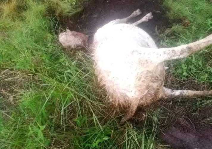 Darurat Harimau, 8 Kambing Dibantai, Warga Griya Mukti Jaya GHS 1 Gemetar Ketakutan