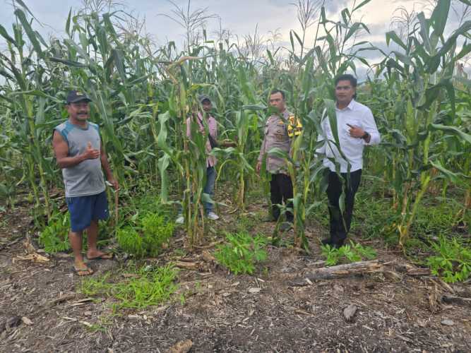 Sinergi Kuat Bhabinkamtibmas dan Perangkat Desa Memelihara  Kebun Jagung di Pelangiran