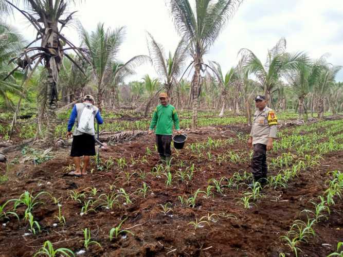 Kapolsek Iptu Iwan Saputra: Bhabinkamtibmas Pelangiran Kawal Jagung Catur Karya, Pastikan Bebas Hama Usia 4 Minggu