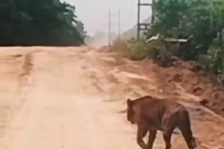 Harimau Ukuran Besar Melintas di Jalan Zamrud Siak, BBKSDA Riau Turunkan Tim