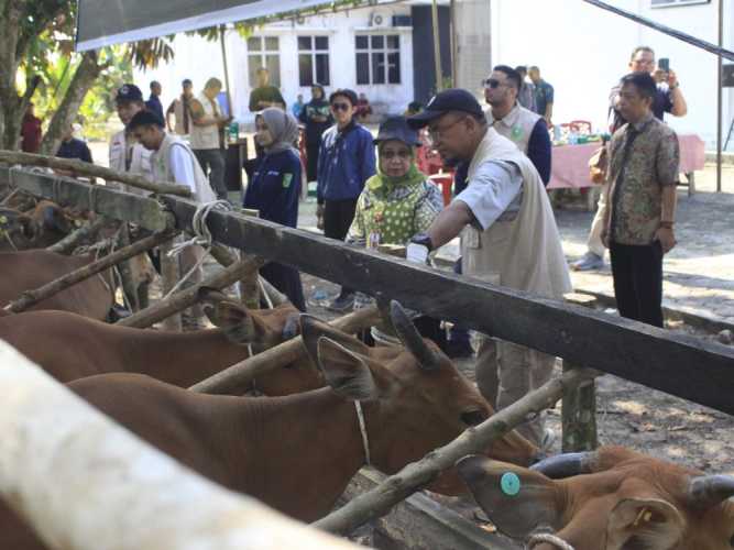 Cegah PMK, Riau Dapat Bantuan 20 Ribu Dosis Vaksin