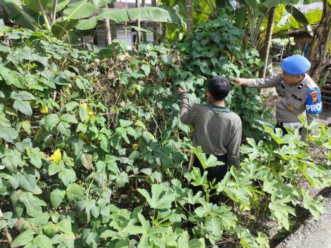 Polsek Enok Rutin Perkuat Pemeliharaaan Tanaman Musiman Pendukung Ketahanan Pangan
