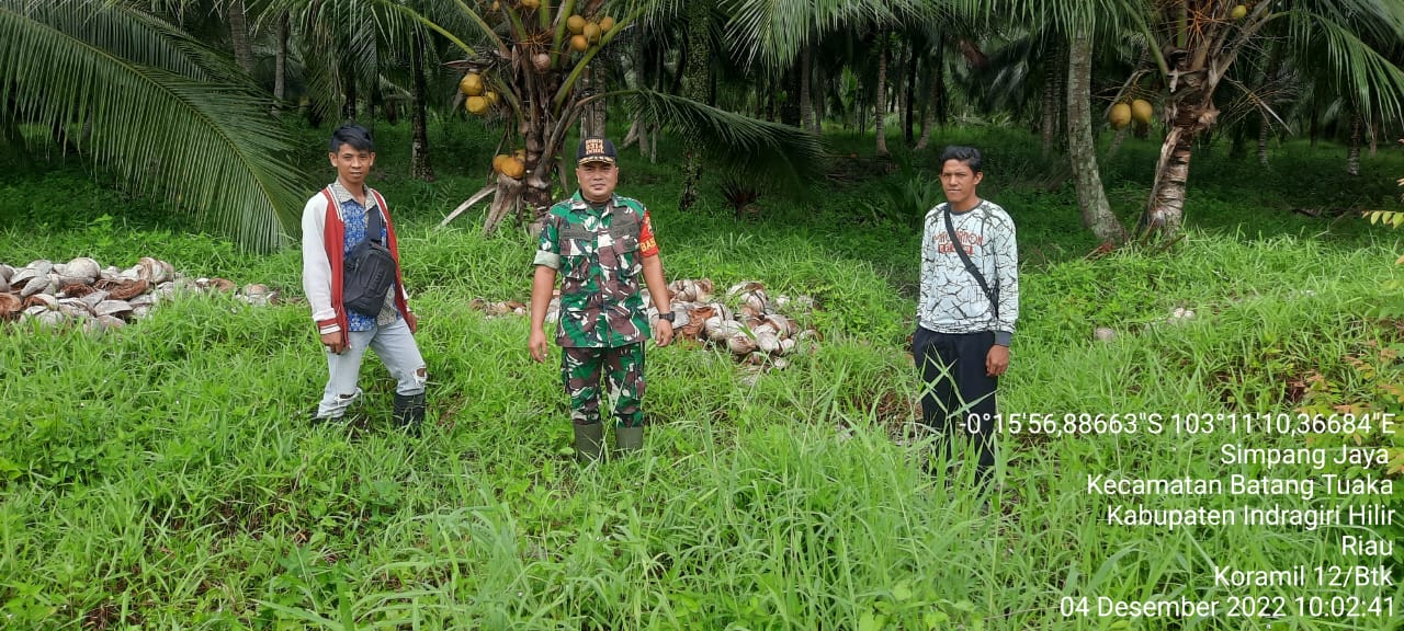 Babinsa Simpang Jaya Aktif Melaksanakan Pengawasan Areal