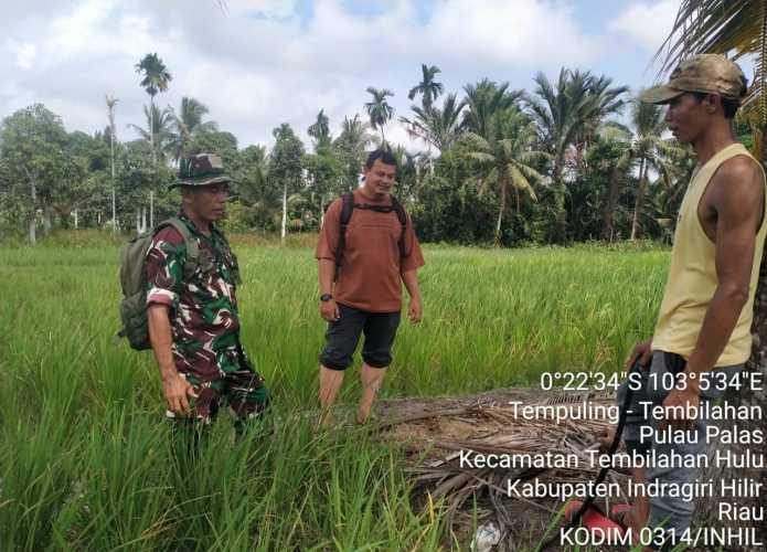 Babinsa Serka Masri Fokus pada Penanggulangan Hama Padi di Lahan Ketahanan Pangan