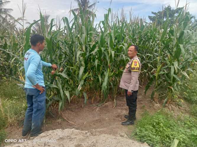 Polsek Indrapura Dukung Program Ketahanan Pangan dengan Penanaman Jagung