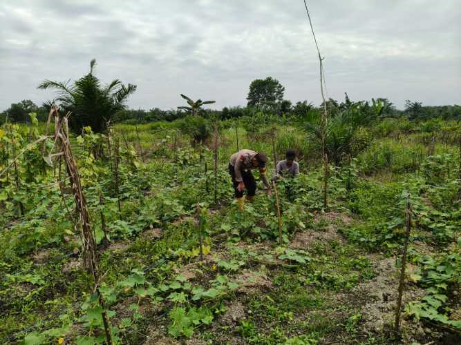Bhabinkamtibmas Desa Harapan Jaya Cek Ketahanan Pangan, Dukung Program Swasembada Pangan Polda Riau