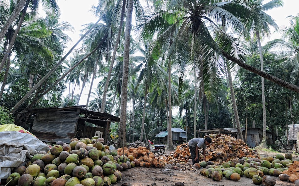 Penyesuaian Pembelian Kelapa Sambu Group