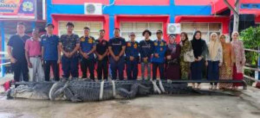 Buaya Raksasa Inhil Sepanjang 5,7 Meter Dievakuasi ke Tembilahan