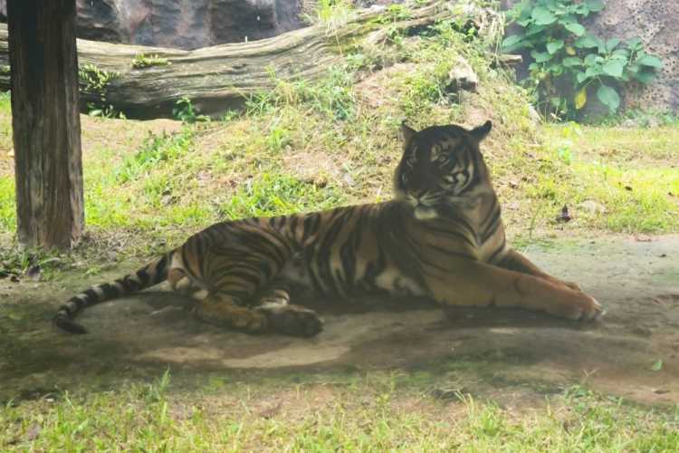 BBKSDA Riau Turunkan Tim, Giring Induk dan Anak Harimau Kembali ke Hutan Pelalawan