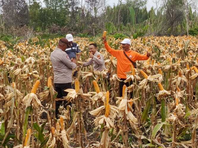 Luar Biasa Panen Raya Jagung di Desa Simpang Tiga Kecamatan Enok Capai 1 Ton