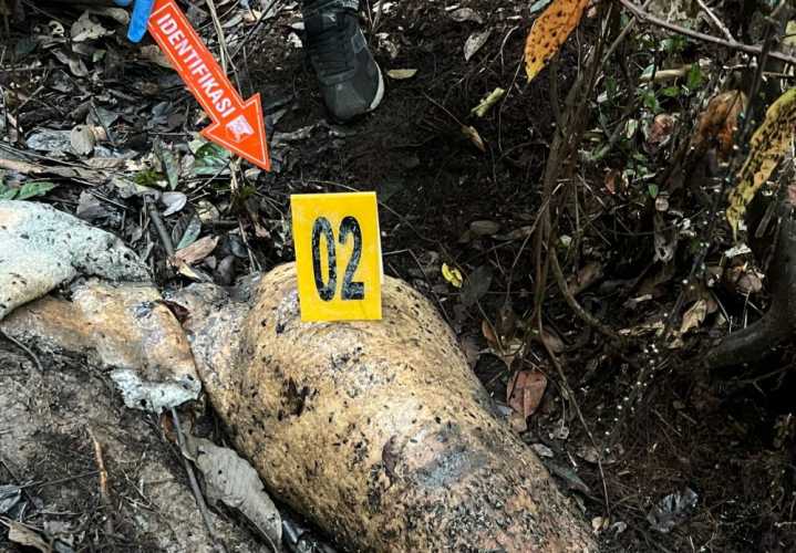 Alarm Darurat Satwa: Gajah Sumatera Terus Dibantai, Siapa Aktor Intelektualnya?