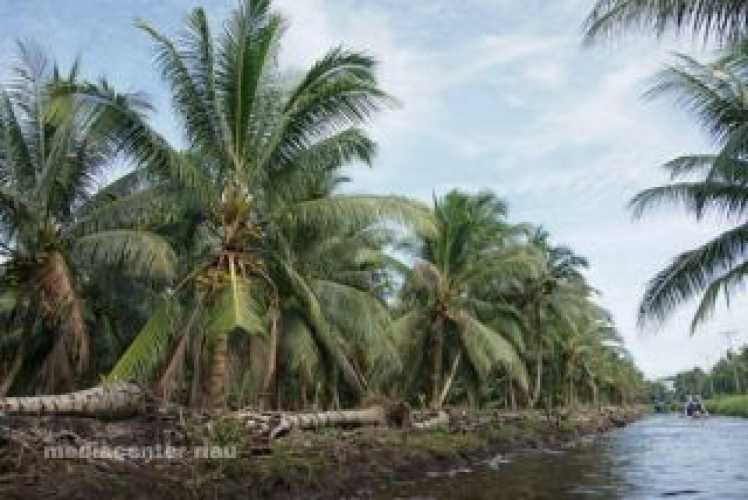 Riau Dapat Bantuan 600 Ribu Bibit Kelapa dari Kementerian Pertanian