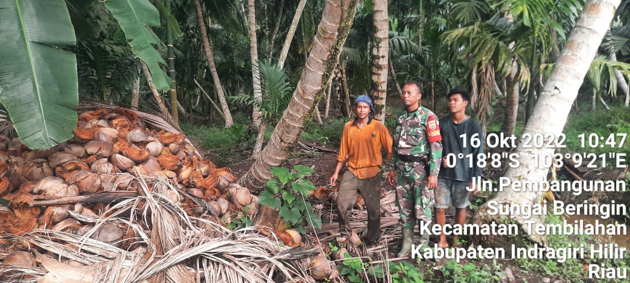 Serda Suratno Babinsa Koramil 01/Tembilahan Membimbing Para Petani