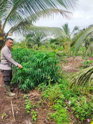 Dukung Ketahanan Pangan, Polsek Kuindra Cek Tanaman Cabai Berusia 35 Hari