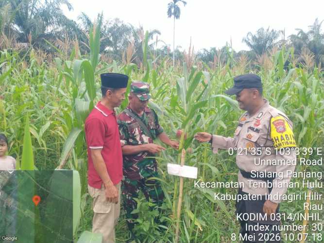 Babinsa Sialang Panjang Dampingi Kegiatan Ketahanan Pangan Jagung di Tembilahan Hulu