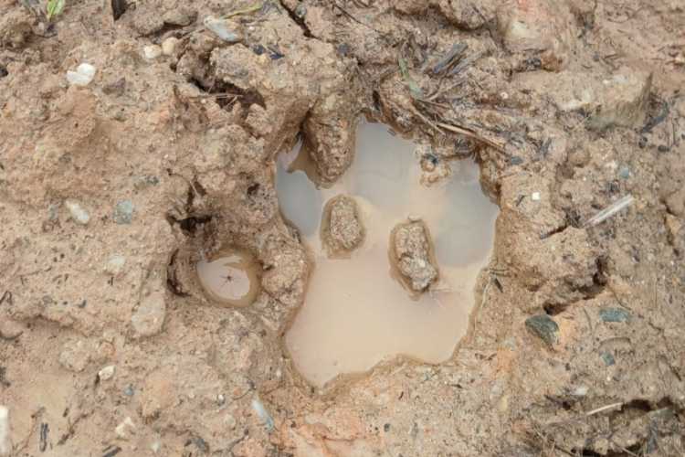 Bukan Penyusup, Harimau yang Viral di Siak Hanya Sedang Menapak Tilas di Rumah Sendiri