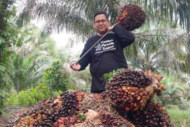 Harga Sawit Plasma Riau Terkoreksi, Ini Rinciannya