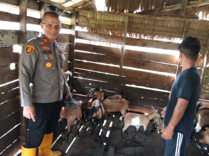 Kapolsek Pulau Burung Melaksanakan Kunjungan ke Sentra Peternakan