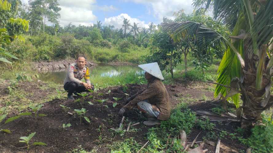 Bhabinkamtibmas Harapan Jaya Polsek Tempuling Turun ke Kebun, Semangati Petani Terong Demi Ketahanan Pangan Nasional
