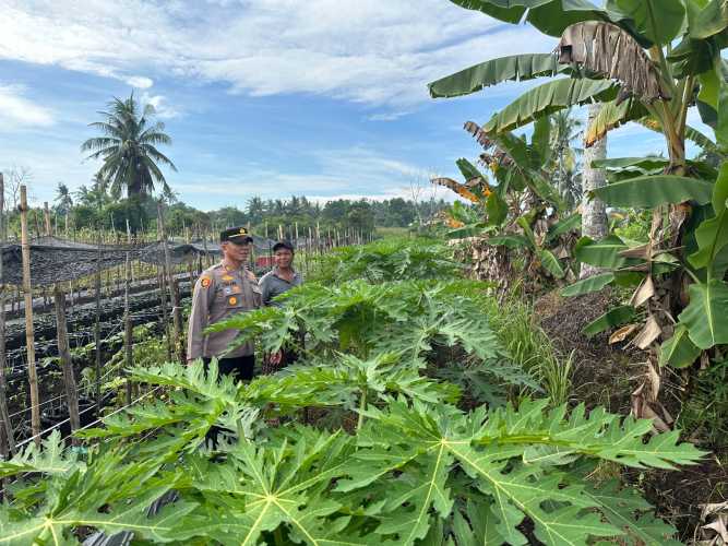 Kapolsek Pulau Burung Dampingi Petani Pepaya Dukung Program Asta Cita Ketahanan Pangan Nasional