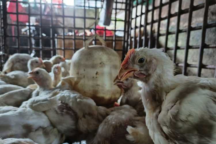 Hasil Survei Ditjen PKH Pengembangan Hilirisasi Industri Ayam, Pekanbaru dan Inhu Memenuhi Syarat