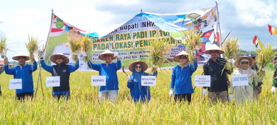 Galeri Bupati Inhil Panen Raya IP 300 di Kempas Jaya