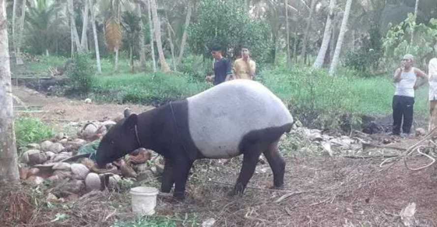 Tapir yang berhasil yang di Temukan Warga,akhirnya Mati