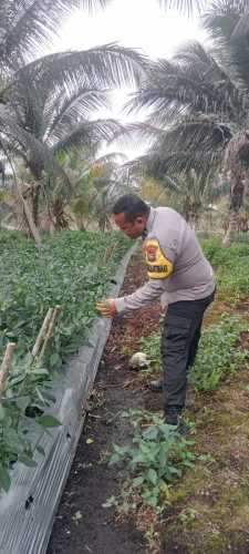 Bhabinkamtibmas Polsek Pulau Burung Hadir di Tengah Petani, Optimalkan Ketahanan Pangan Nasional