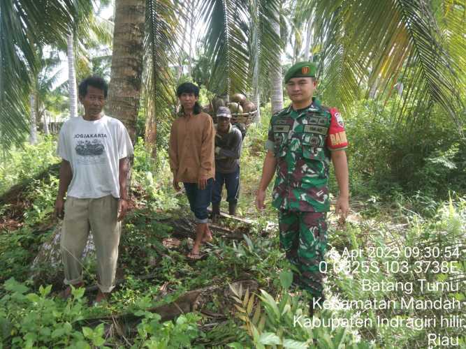 Babinsa Batang Tumu Jaga Kebun Warga dari Pembakaran Liar