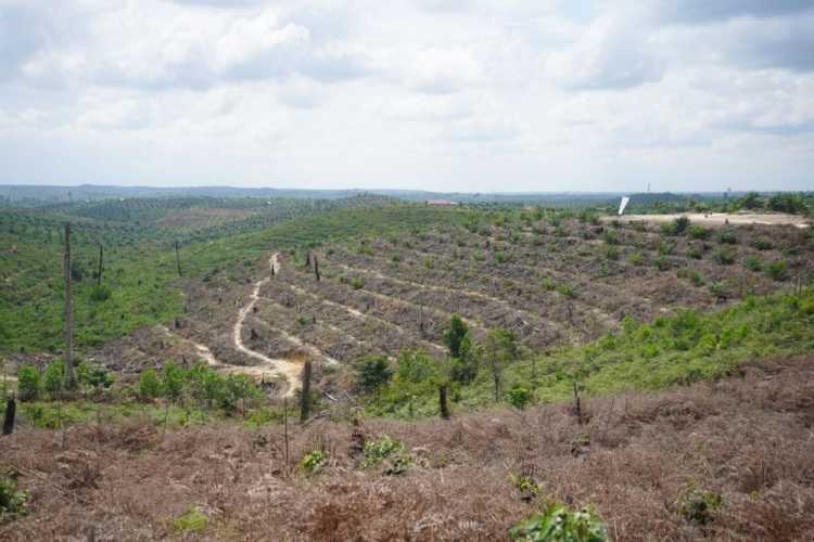 Kelompok Tani Kembalikan 415 Hektare Kebun Sawit di Kawasan TNTN ke Negara