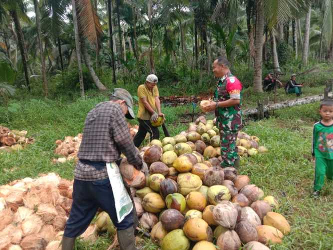 Sertu M.yasin Tinjau Petani Kelapa di Desa