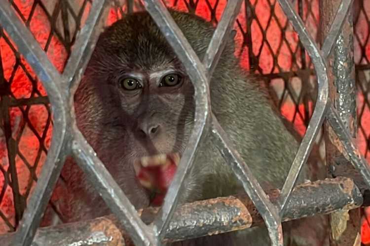 Monyet Peneror Warga Tembilahan Ditangkap, Dibawa ke BBKSDA Riau untuk Observasi