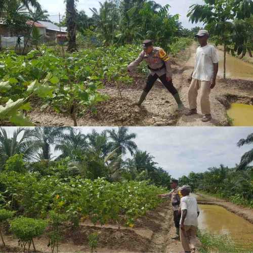 Dukung Program Asta Cita Presiden, Polsek Sinaboi Cek Lahan Ketahanan Pangan Binaan