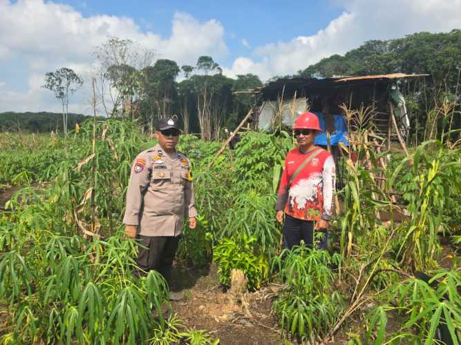 Bhabinkamtibmas Polsek Pelangiran Sinergi dengan PT Ria Kembangkan Ketahanan Pangan Melalui Budidaya Tanaman Produktif
