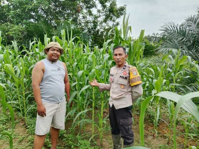 Bhabinkamtibmas dan BUMDes Pantau Perkembangan Jagung Program Ketahanan Pangan di Desa Limau Manis