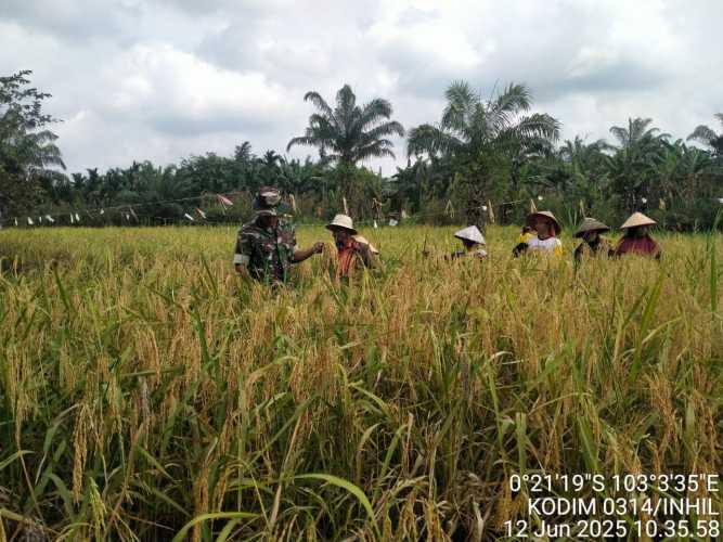 Babinsa Serka Masri Dukung Petani dengan Turun Langsung ke Sawah