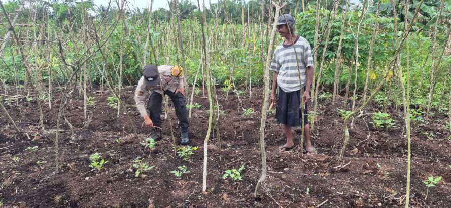 Babinkamtibmas Polsek Pelangiran Laksanakan Pemeliharaan  Tanamam Ketahanan Pangan Ubi Kayu dan Jahe