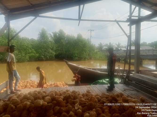 Dengan monitoring Agribisnis, Babinsa Harapkan Harga Kelapa Stabil