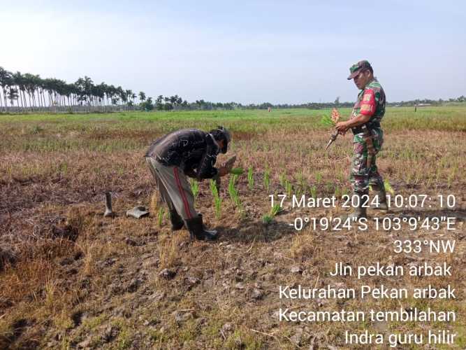 Babinsa Pekanbaru Memulai Program Ketahanan Pangan