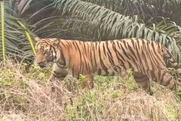 Pemanen Damar di Dusun Nunusan, Inhu Selamat Diserang Dua Harimau