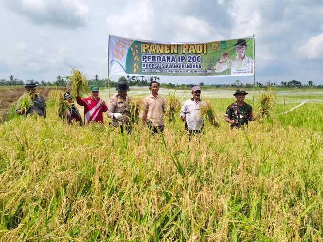 Kembangkan Ketahanan Pangan, Desa Sialang Panjang Sukseskan Panen Padi IP-200